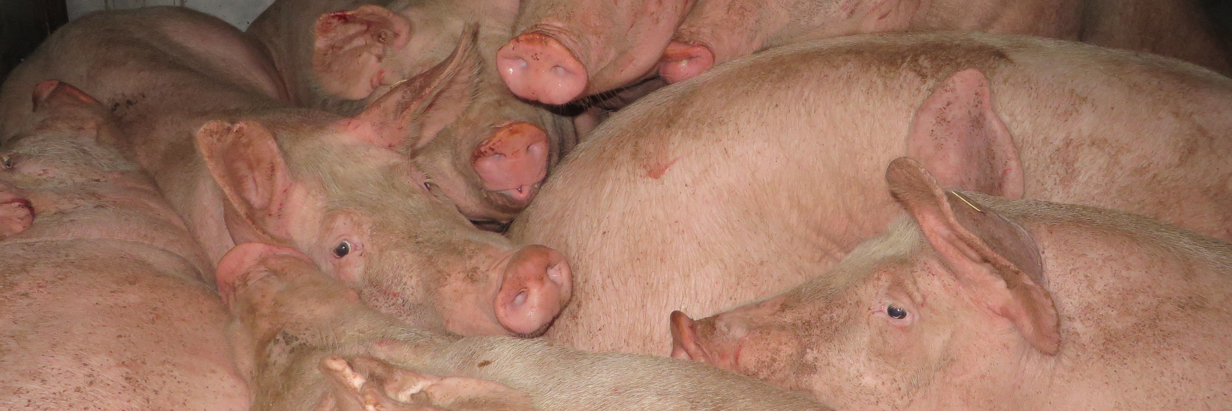Gequälte Schweine – getäuschte Konsumenten