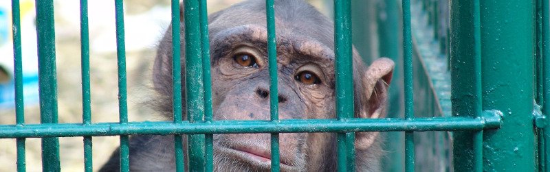 Monotonie, Lärm und Gitterstäbe: VGT-Aktivistinnen entsetzt über Österreichs Tierparks