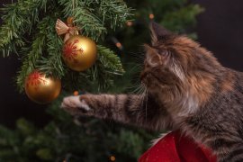 Eine Katze spielt mit einer Christbaumkugel.