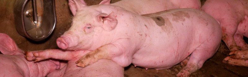 VGT veröffentlicht aktuelle Fotos und Filme aus der Schweinefabrik mit befreiten Schweinen