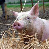 Ermittlungen gegen VGT-Obmann wegen Tierquälerei Schweinebefreiung eingestellt