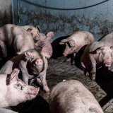 Bgld Landesregierung bringt Verfassungsklage gegen Schweine-Vollspaltenboden ein