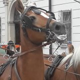 Tierquälerei in Salzburg: Fiakerfahrer schlägt Pferd ins Gesicht