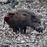 Heute erneut Treibjagd im Jagdgatter Strem – Video von schwerverletztem Wildschwein