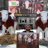 VGT zeigt am Wiener Stephansplatz lebensgroße Stierfigur auf echtem Vollspaltenboden