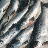 Fischfabrik in Gmünd: 1.820 Lachse sollen jeden Tag getötet werden