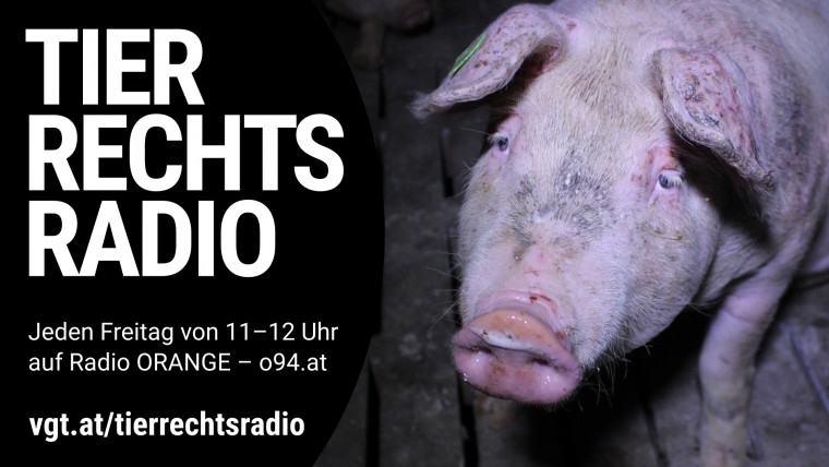 Sendungsbild für: Schweine Skandalbetrieb in Lichtenwörth
