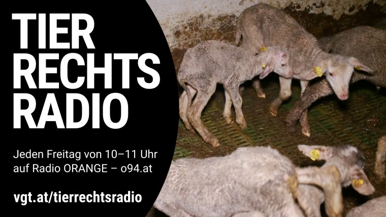 Sendungsbild für: Tiermastskandal in Niederösterreich